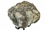 Fossil Hadrosaur Caudal Vertebra w/ Metal Stand - Texas #250262-2